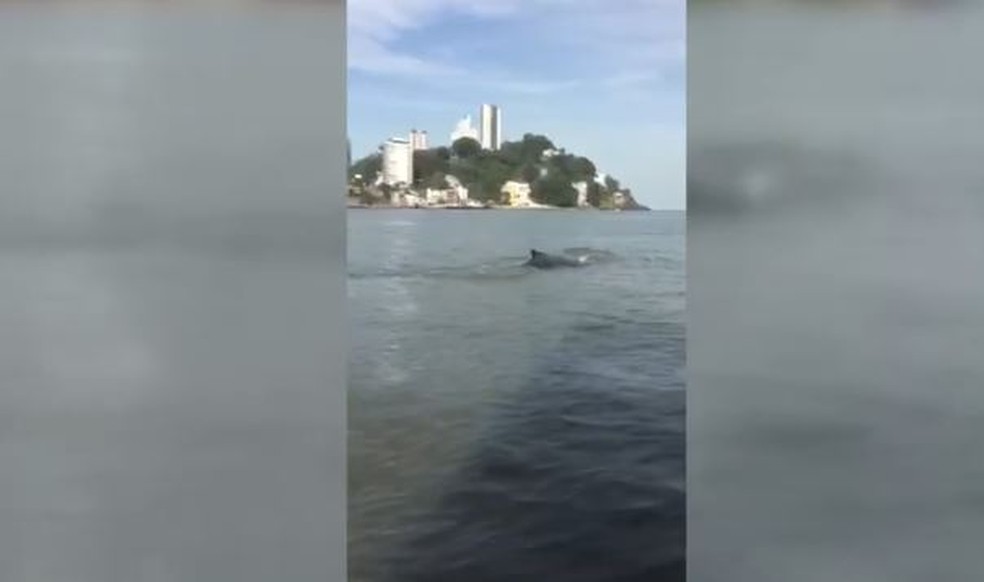 Baleia se 'exibe' perto da costa e quase derruba praticantes em canoa havaiana em São Vicente  — Foto: Reprodução