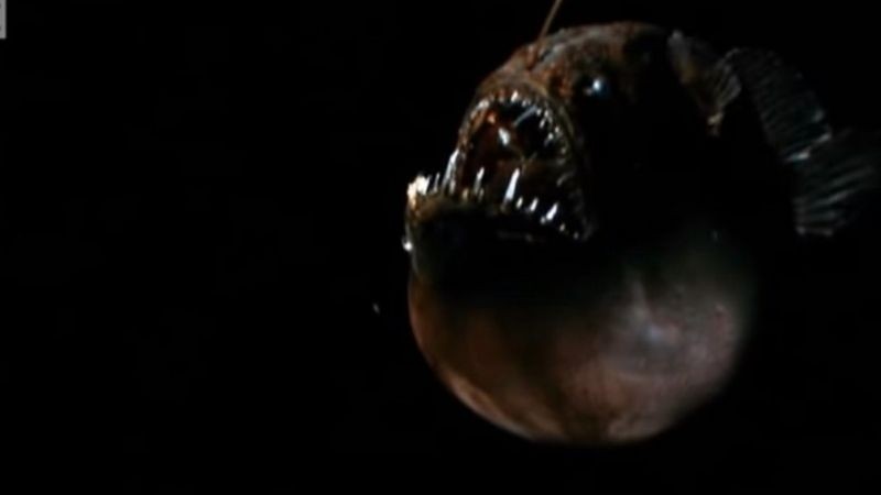 Versão assustadora de peixe de 'Procurando Nemo' é vista em praia da Califórnia thumbnail