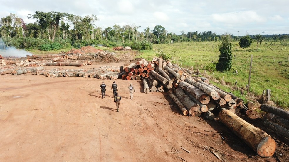 Foto aérea mostra madeiras extraídas em terras da União, em RO — Foto: PF/Divulgação