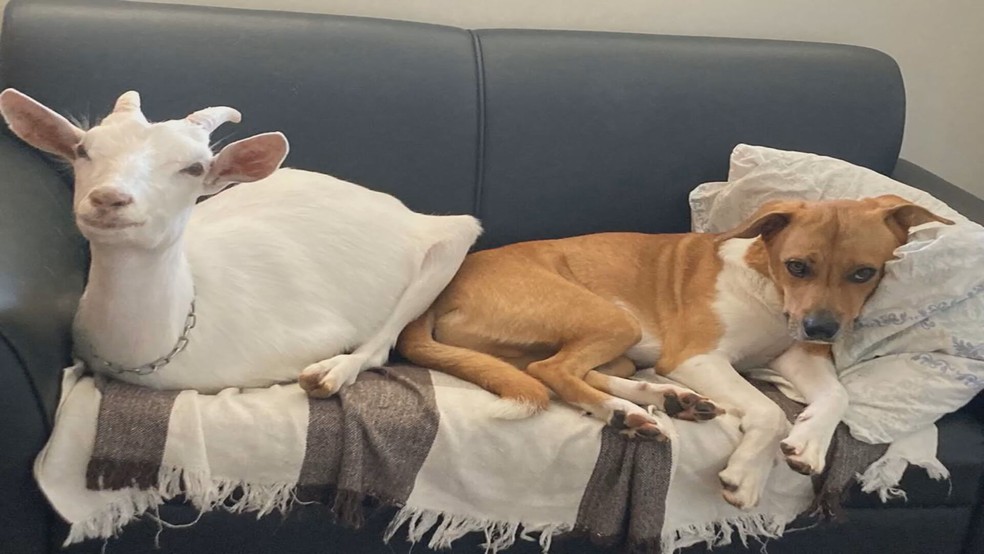 Joana, a cabra cega e o cachorro Lucki, seu "irmão" por afinidade, deitados no sofá — Foto: TV Globo/ Reprodução