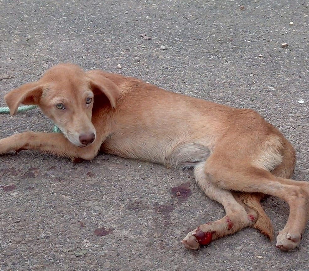 Cadelinha é uma fêmea e ganhou o nome Amora. — Foto: Divulgação/ Abrigo AuFamily