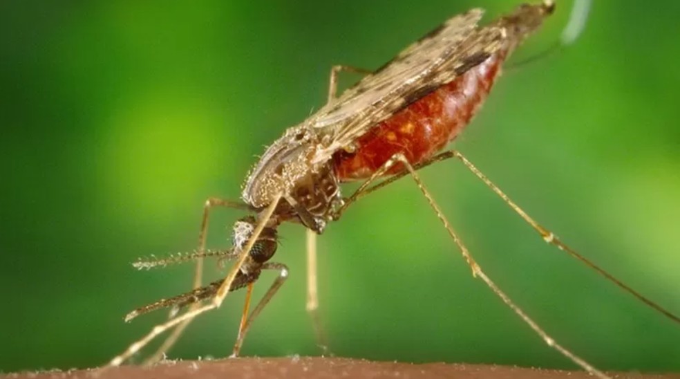 Os mosquitos Anopheles são os transmissores do protozoário causador da malária — Foto: Getty Images