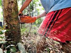 Amazônia deve perder mais de 30% das árvores até 2050, diz pesquisa