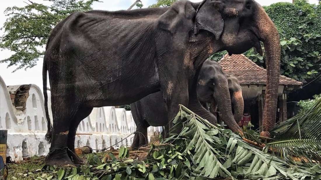 Tikiri sofre maus-tratos em festival budista do Sri Lanka  (Foto: Save the Elephant Foundation / Facebook )