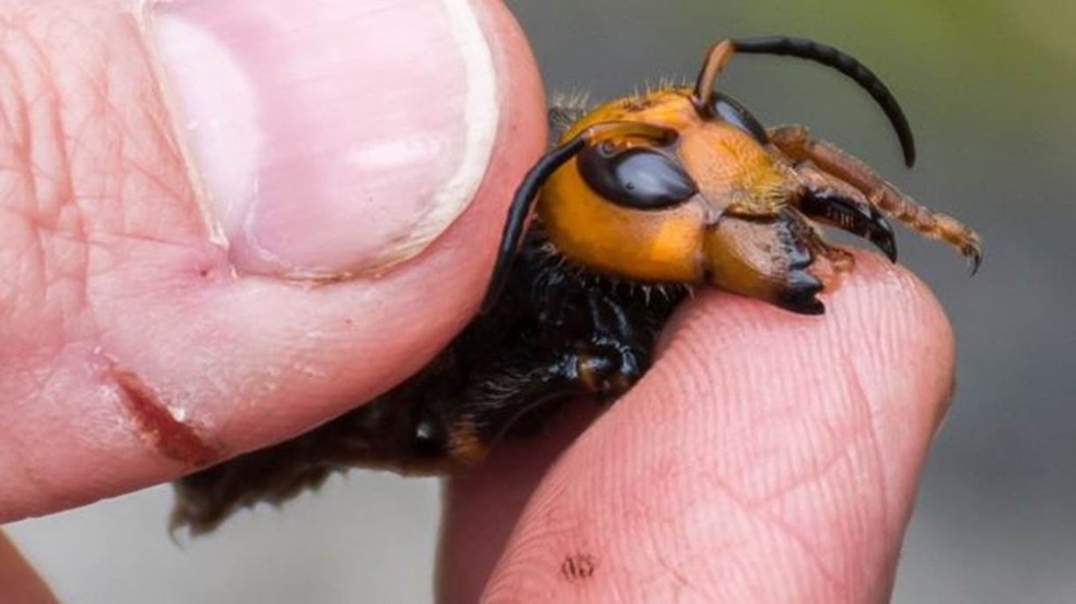 Presença das vespas gigantes asiáticas causou comoção nas redes sociais e chegou a ficar entre assuntos mais comentados do Twitter nos EUA — Foto: WASHINGTON STATE DEPARTMENT OF AGRICULTURE via BBC
