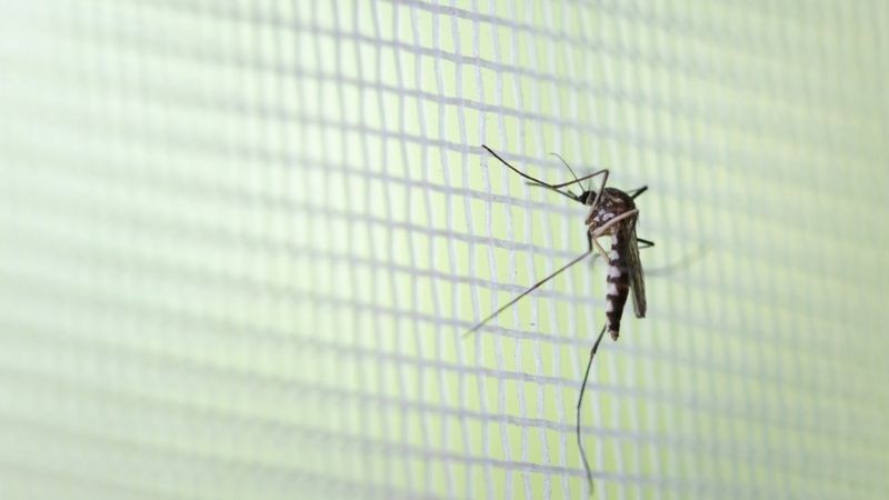 Entenda por que mosquitos picam mais algumas pessoas que outras