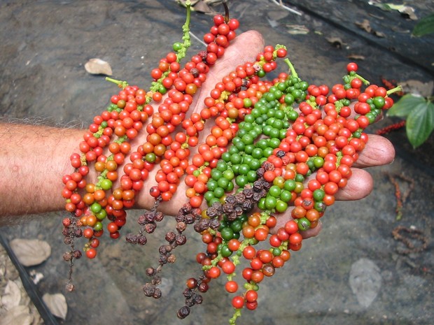 Pimenta-do-reino substitui plantações de café no Espírito Santo (Foto: Sandra Pacheco/ Arquivo)