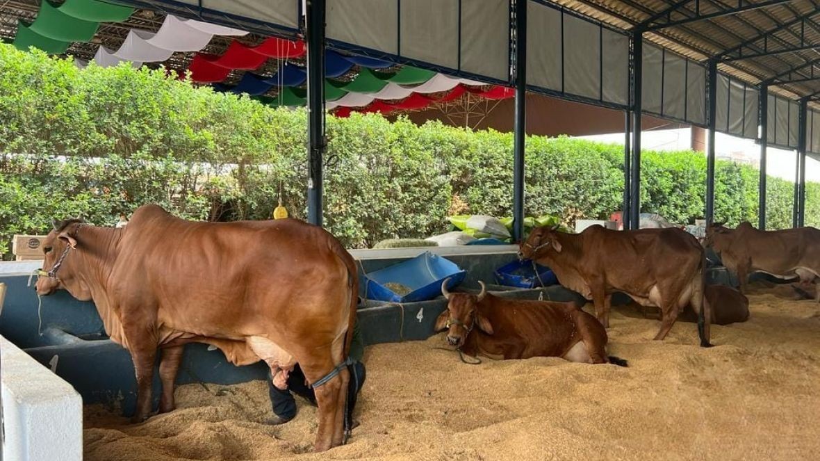 ExpoLeite: primeira feira totalmente voltada para a pecuária leiteira organizada pela ABCZ começa na próxima segunda-feira