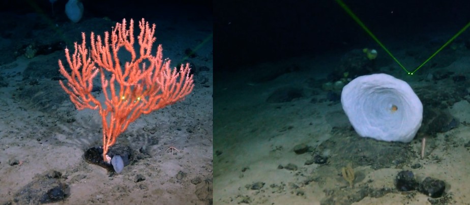 Corais encontrados no abismo de 2900 metros próximo ao naufrágio do Titanic