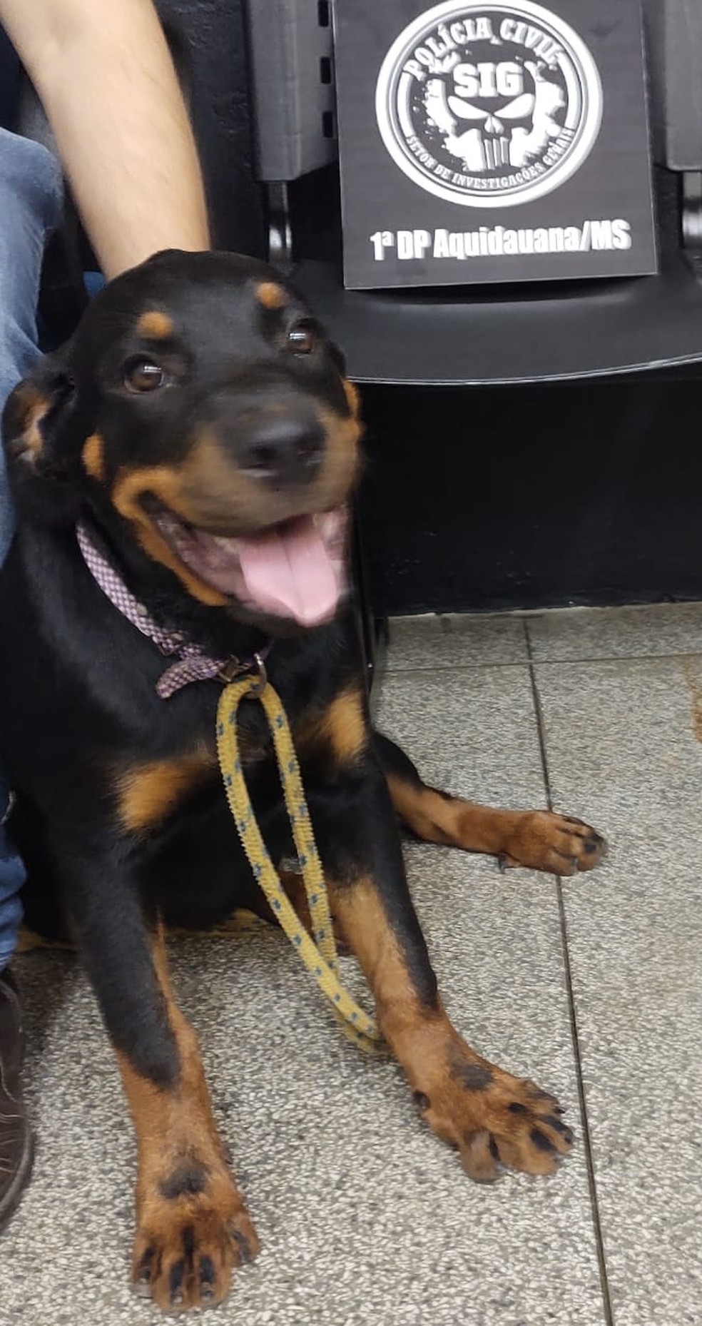 Rotweiler furtada foi recuperada pela Polícia Civil — Foto: Polícia Civil/Divulgação