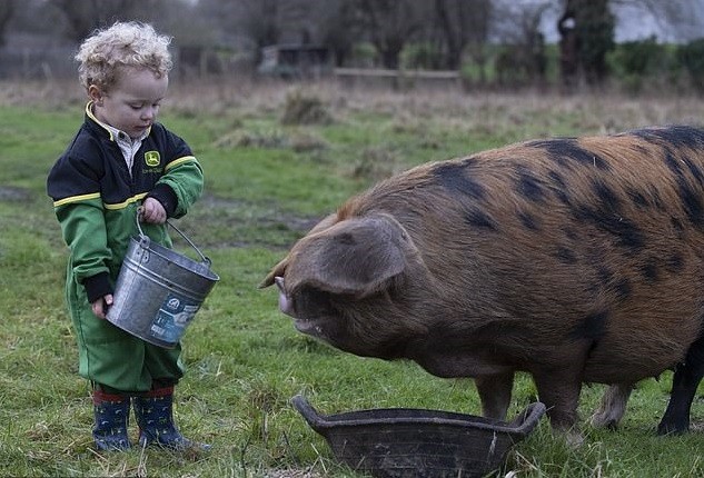 Freddie alimentando um dos porcos da fazenda (Foto: Reprodução Daily Mail)