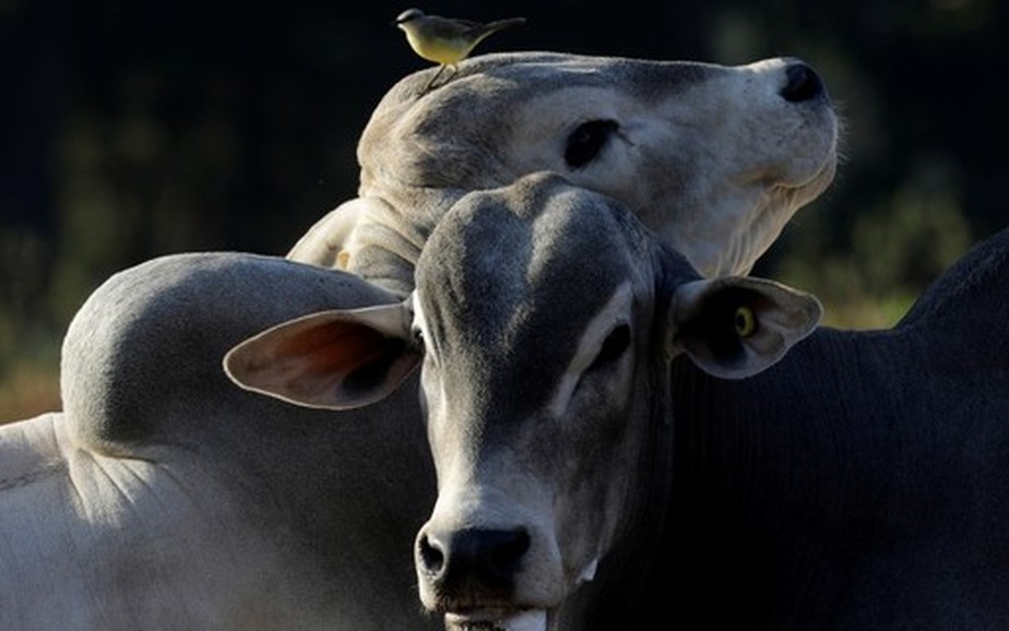 China anunciou retomada das compras brasileiras depois do embargo provocado pelo caso de vaca louca