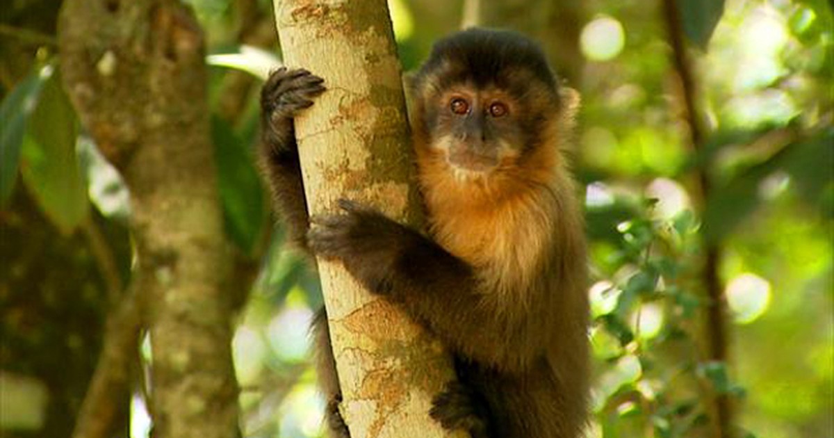 Mata Ciliar recebe dois macacos-prego que foram criados como