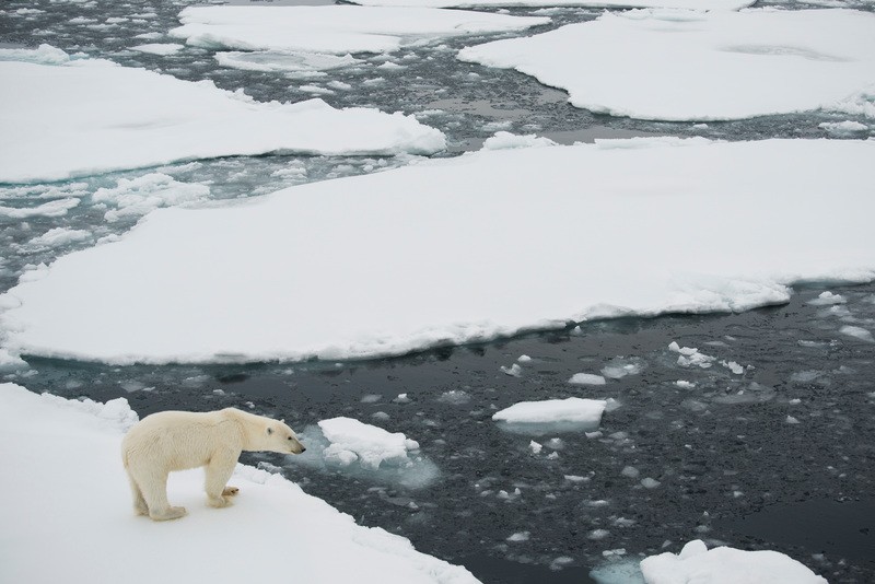 Urso polar visto próximo a gelo derretido no Ártico durante expedição do Greenpeace  (Foto: Daniel Beltrá/Green Peace)