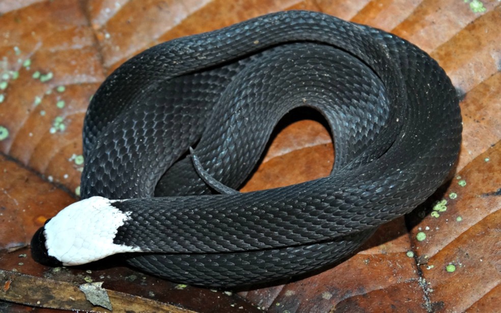 Espécie de serpente rara foi achada pela primeira vez na Estação Ecológica Rio Acre, em Assis Brasil (Foto: Marco Freitas/Arquivo Pessoal)