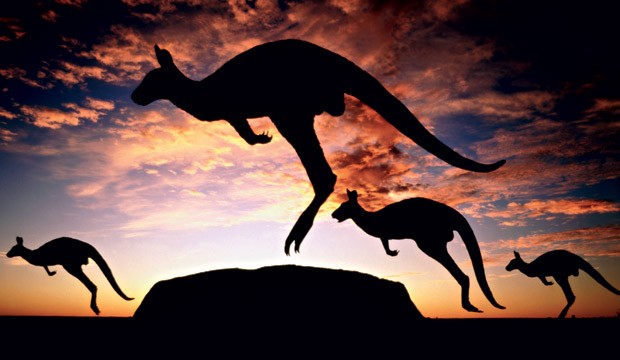 Canguru, o símbolo nacional da Austrália (Foto: Divulgação)