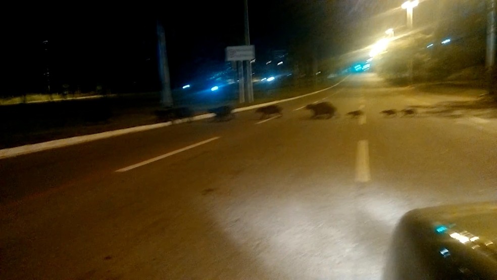 Famílias de capivaras atravessa avenida Theotônio Segurado em Palmas — Foto: Reprodução/TV Anhanguera