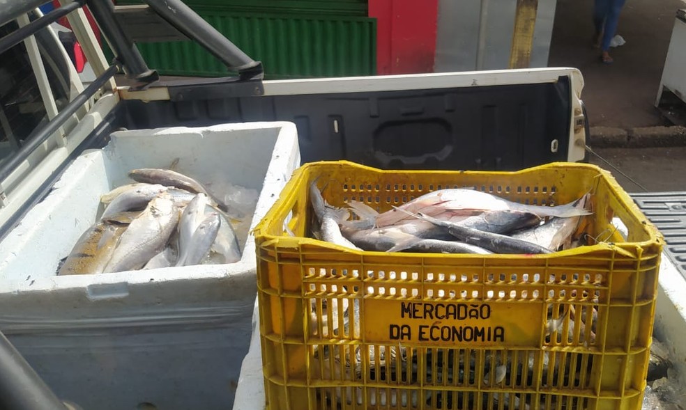Quase 300 quilos de pescados são apreendidos em Marabá  — Foto: Prefeitura de Marabá/Reprodução 