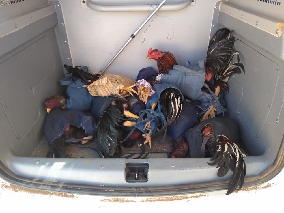 Onze galos foram resgatados em rinha no município de Crato, interior do Ceará. — Foto: BPMA/ Arquivo pessoal