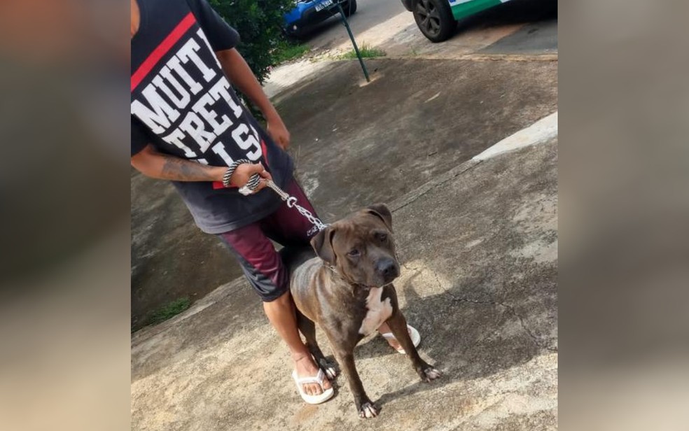 Pit bull invadiu casa e matou cachorro de estimação de idoso, em Anápolis, diz PM — Foto: PM/Divulgação