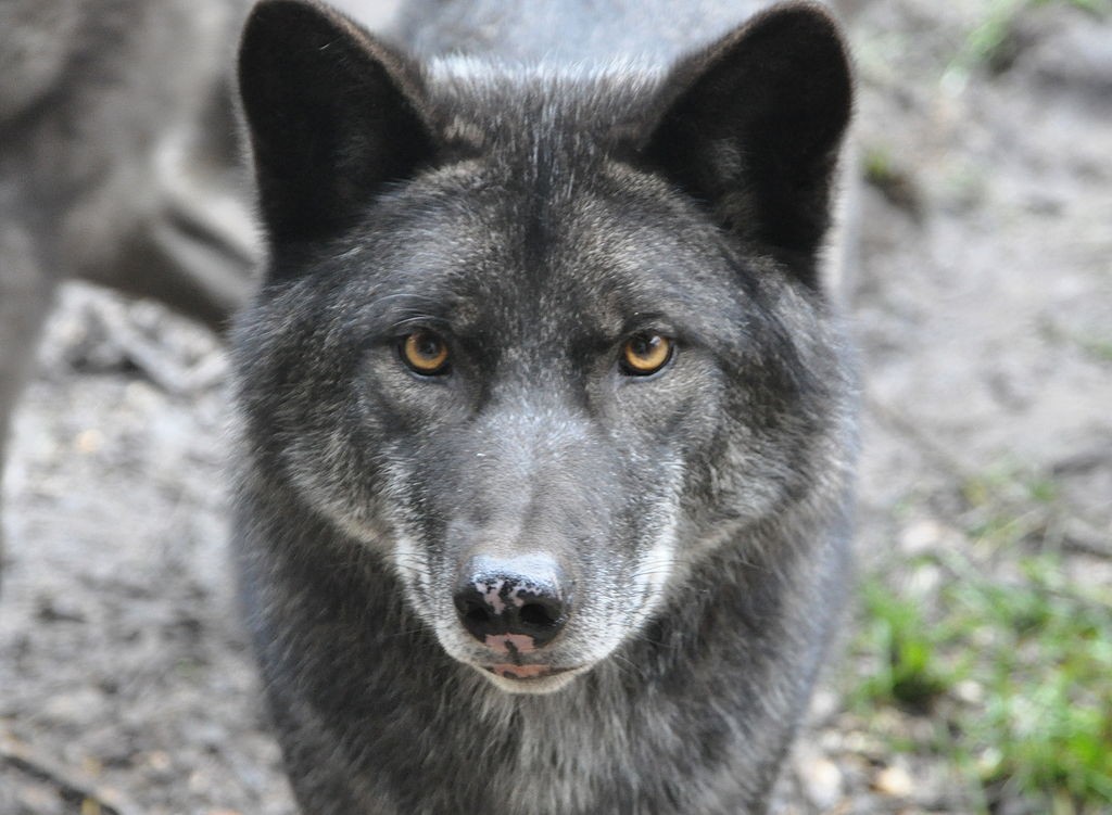 Os canídeos e o lobo cinzento têm ancestralidade comum (Foto: Wikimedia Commons/ Quartl/ CreativeCommons)