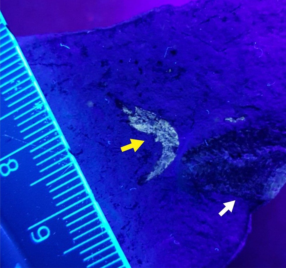 Pesquisadores encontram primeiro camarão fóssil no Piauí e descobrem nova espécie — Foto: Divulgação