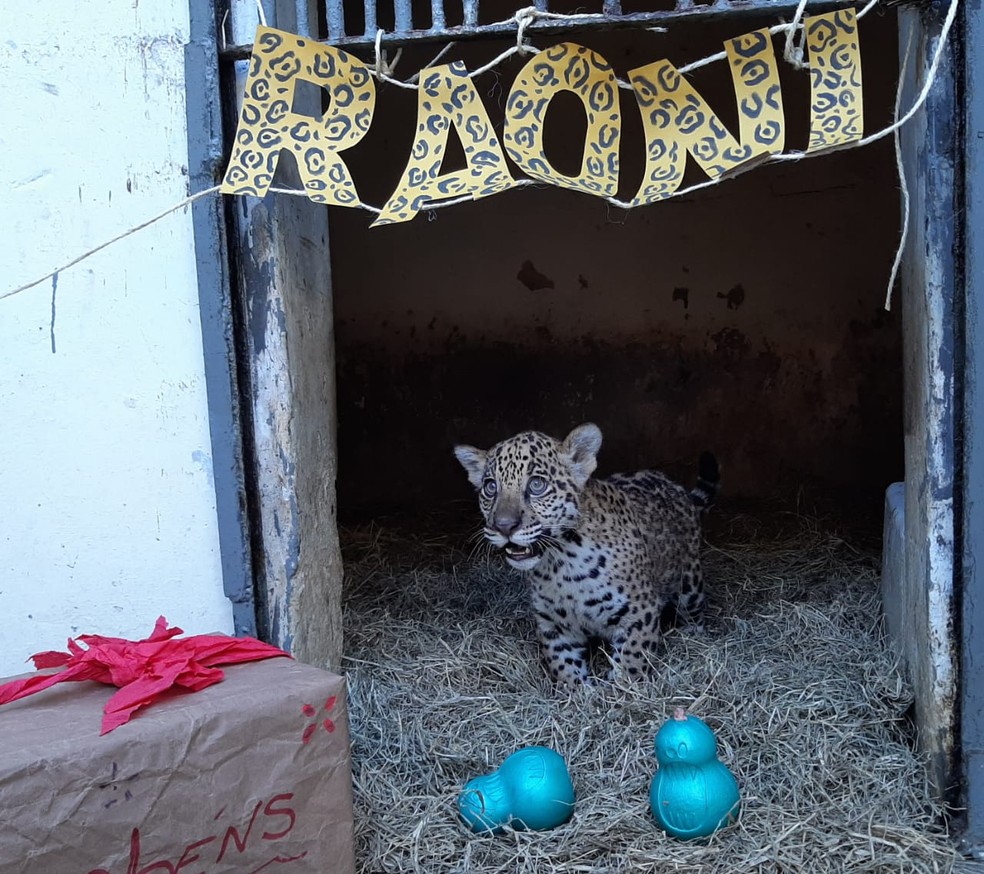 Filhotes do zoo de Sorocaba ganham nomes escolhidos pela popula&ccedil;&atilde;o &mdash; Foto: Divulga&ccedil;&atilde;o/Prefeitura de Sorocaba