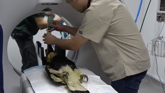 A biópsia confirmou que a ave tinha câncer (Foto: WILDLIFE RESERVES SINGAPORE via BBC News Brasil)