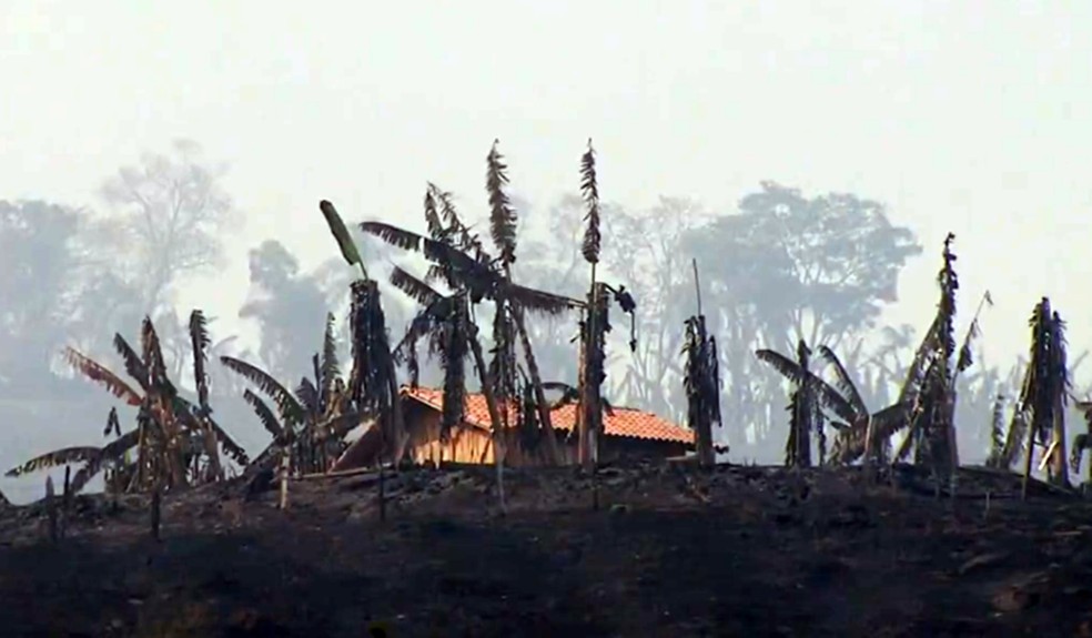 Produtor tem pés de café e bananas destruídos com incêndio em Brazópolis — Foto: Reprodução EPTV / Ricardo Caroba