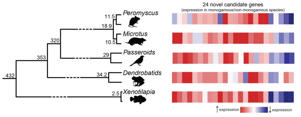 Pelo menos cinco vezes nos últimos 450 milhões de anos, a evolução usou uma “fórmula universal” para transformar animais em monogâmicos. Para isso, a atividade de certos genes (vermelhos) no cérebro foi aumentada, enquanto a de outros (azuis) foi reduzida (Foto: Universidade do Texas)