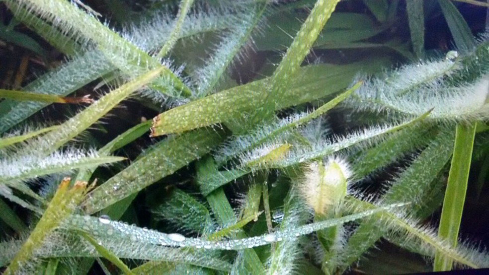 O orvalho congelado em Ponta Porã, por lá também deverá ser frio — Foto: Mauro Almeida/TV Morena