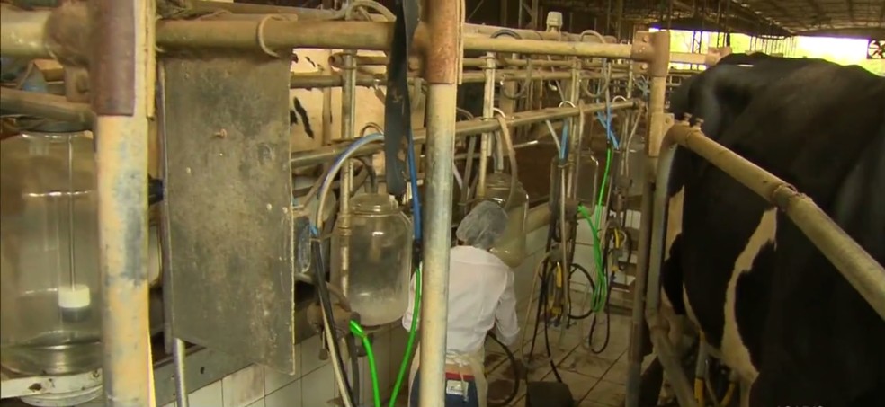Preço do leite acumula alta de 50%, segundo Cepea/USP em Piracicaba (Foto: Reprodução/EPTV)