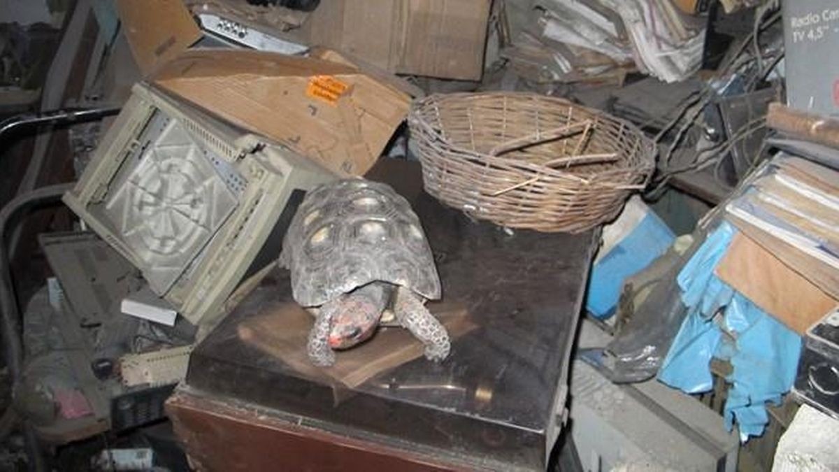 Tartaruga foi encontrada viva trinta anos depois em sótão da família (Foto: Reprodução/Mirror)