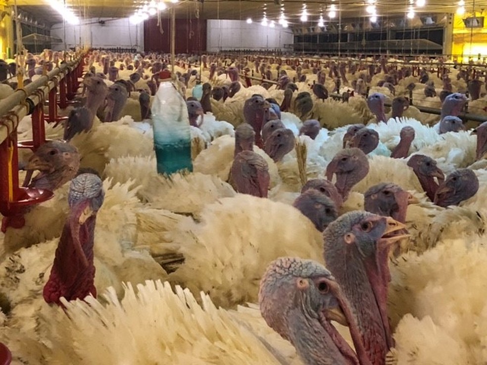 Brinquedos: garrafas pet coloridas ajudam a distrair os animais. — Foto: Acervo pessoal/ Ana Carla Marquezan.