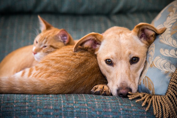 Close up, cute cat and dog together lying in the bed (Foto: Getty Images/iStockphoto)