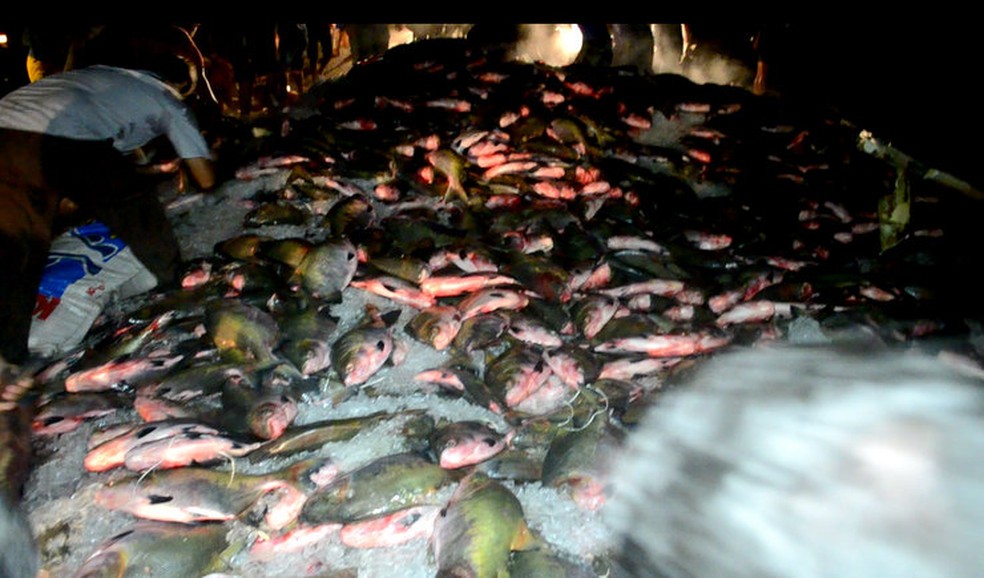 Os peixes estavam sendo transportados dentro de sacos com gelo e a grande maioria ficou espalhada pela pista (Foto: Jaru Online/Reprodução)