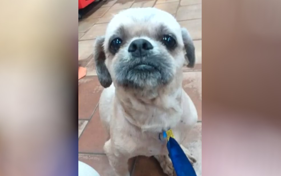 Jorjão, da raça shi tzu, ficou desaparecido por dois anos em Rio Verde — Foto: Reprodução/TV Anhanguera