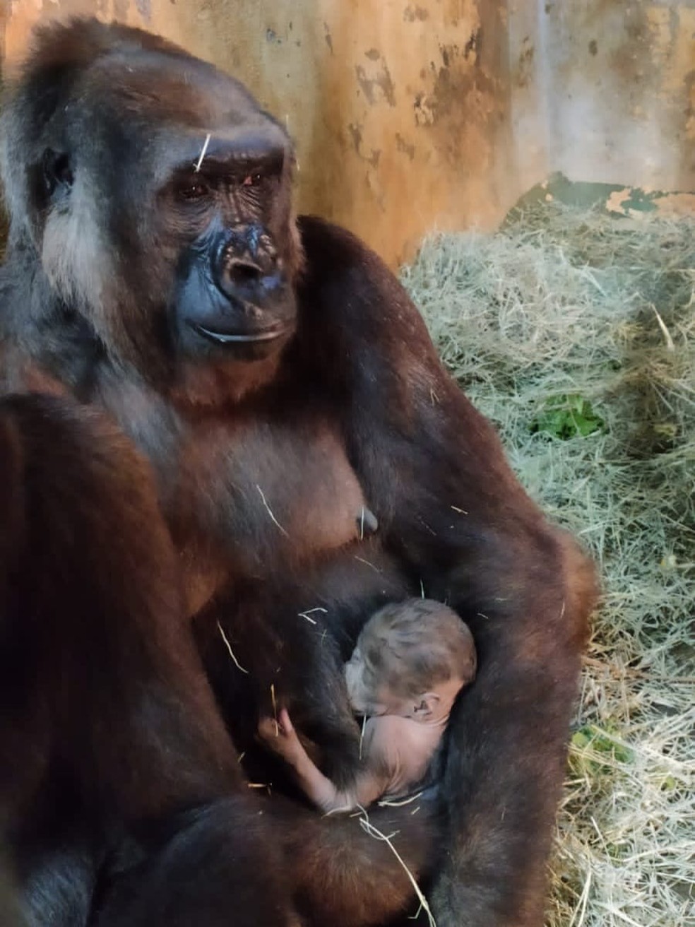 Imbi e o quinto filho te família gorila do zoo de BH — Foto: Cynthia Cipreste / Divulgação