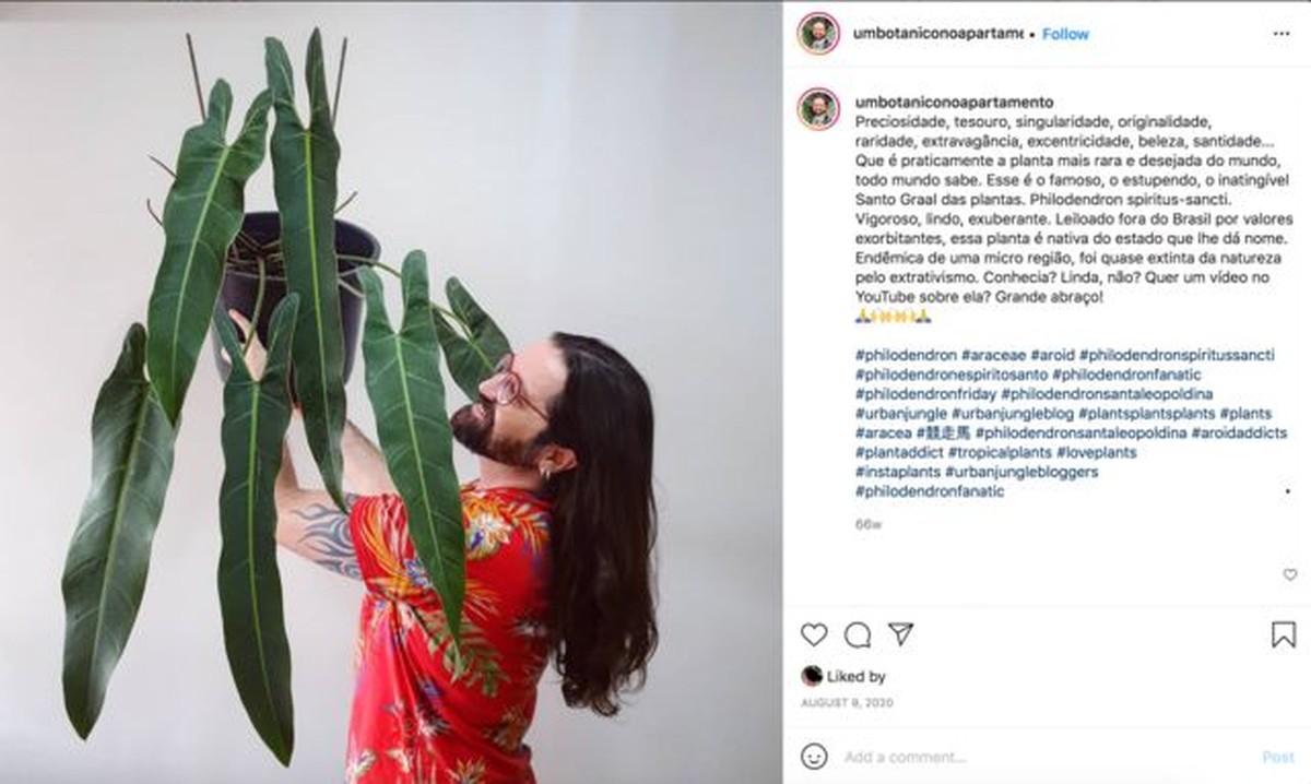 As plantas brasileiras quase extintas que movem mercado milionário no Instagram | Agronegócios