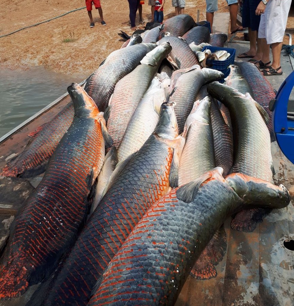 Pescado era transportado ilegalmente e seria vendido no Estado do Pará (Foto: Divulgação/Polícia Federal)