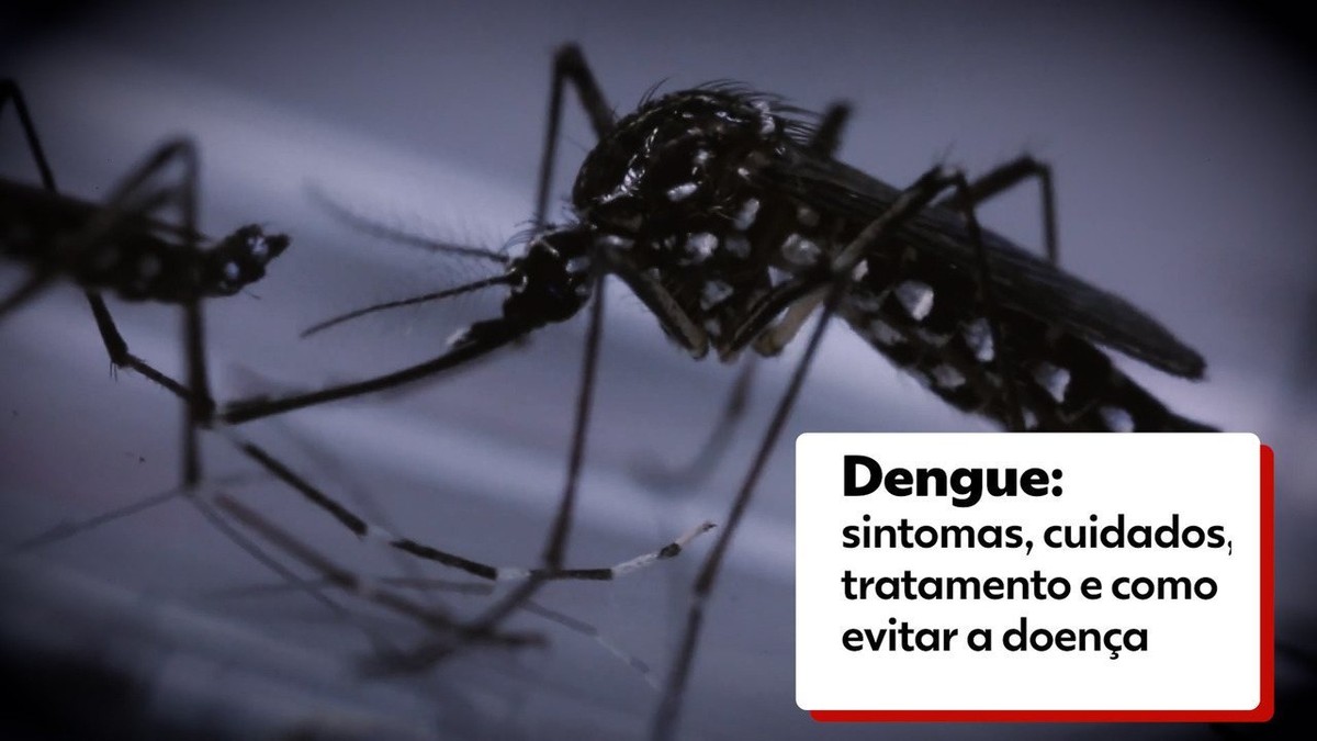 Dengue Veja Como Evitar Quais Os Sintomas Cuidados E Tratamento Saúde G1 