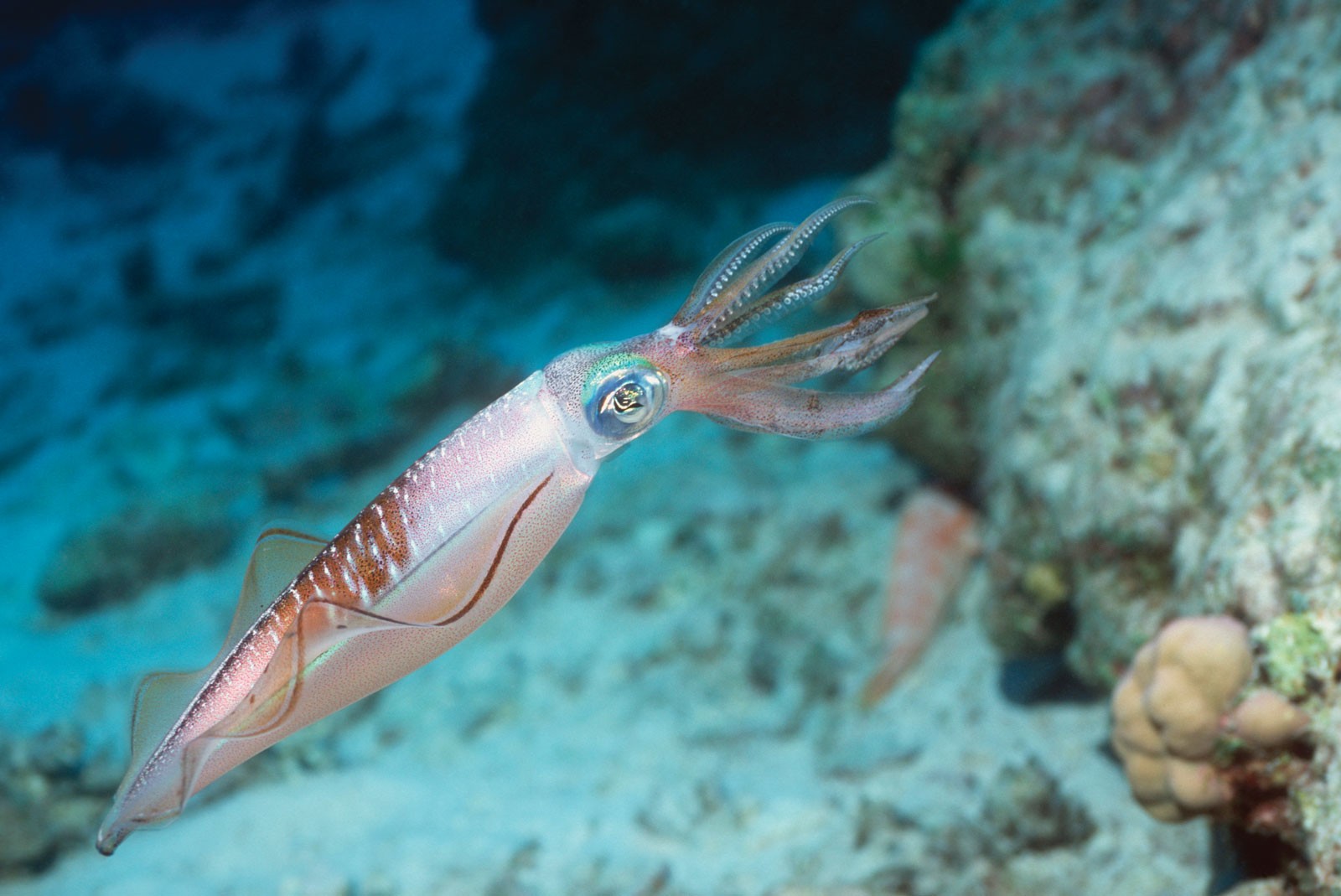 Lulas e polvos estão mais comuns no fundo do mar (Foto: Reprodução)