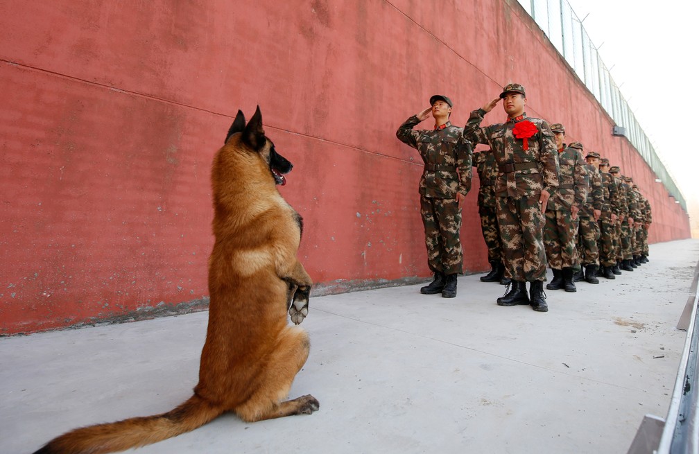 Tropa 'bate continência' para cachorro na China (Foto: REUTERS/Stringer)