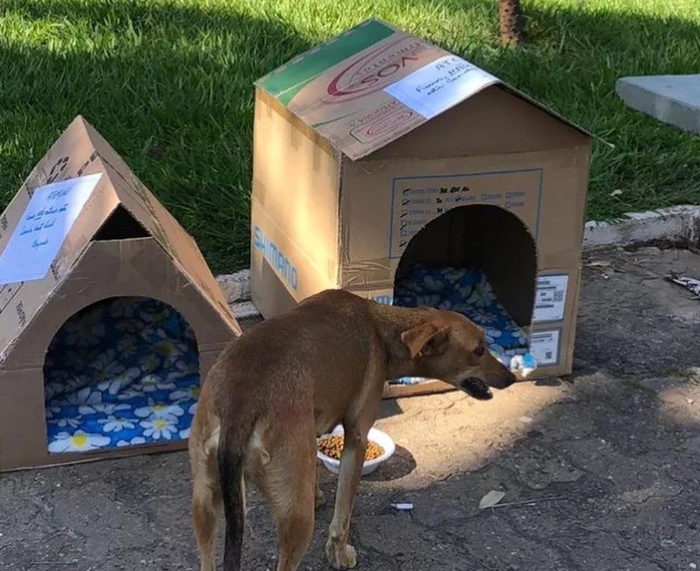 Projeto 'Cachorro Quente' pede doações para proteger animais de rua do frio em Borborema — Foto: Divulgação
