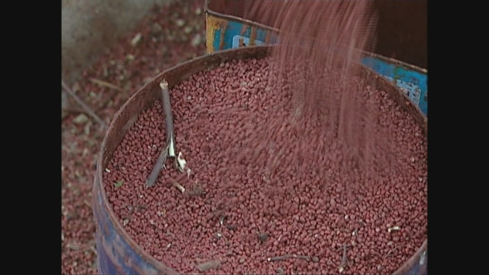 Quilo do Urucum em grãos custa R$ 6,00 em Machadinho D'Oeste, segundo cotação da Emater em Rondônia (Foto: Reprodução/TVRO)