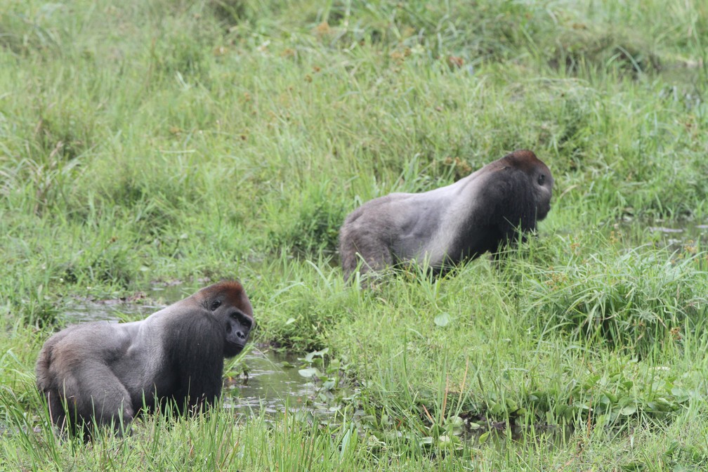 Gorilas da República do Congo — Foto: Wildlife Conservation Society