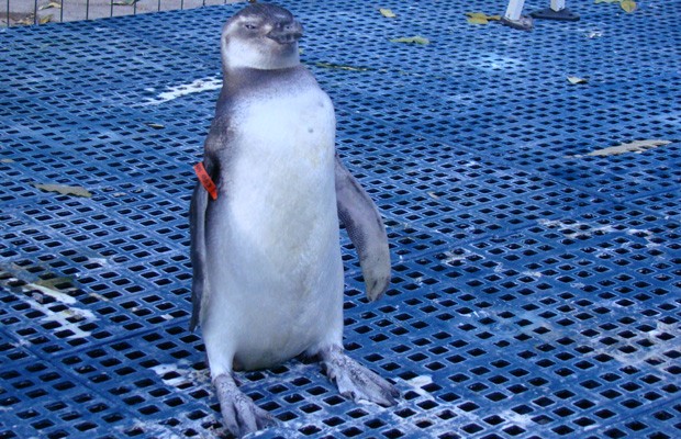 Pinguim se recupera em Cariacica. (Foto: Vil Rangel/ Divulgação Iema)