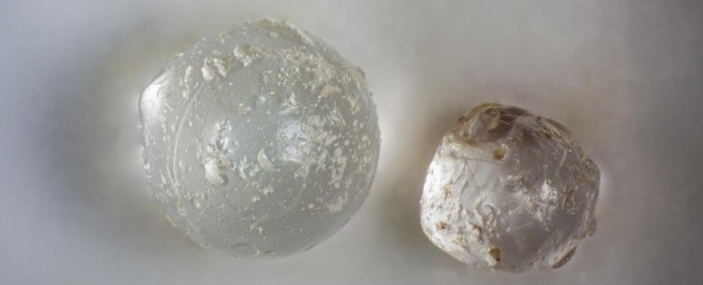Esferas são ricas em sílica  (Foto: Florida Museum )