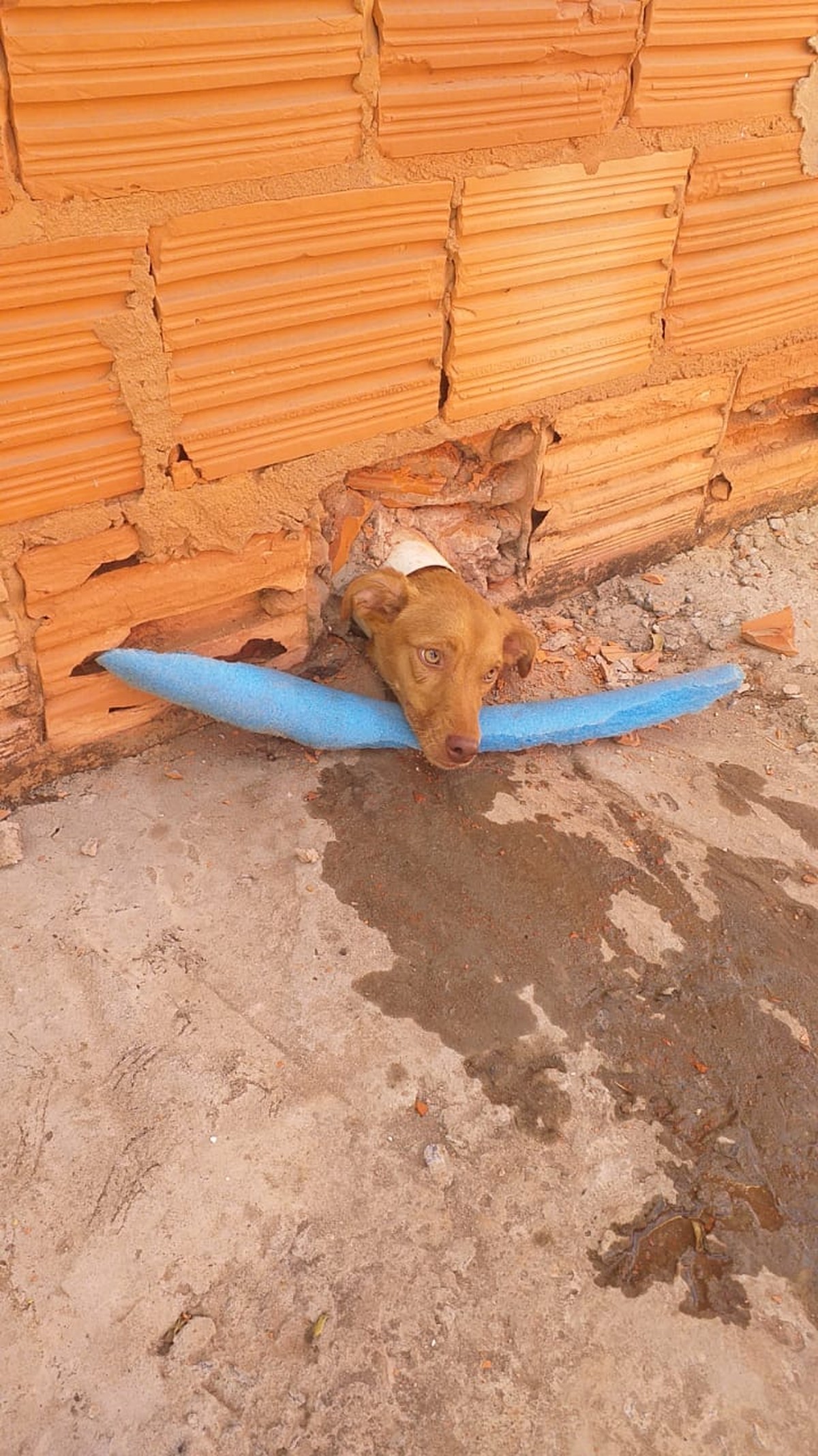 Cachorro é resgatado pelos bombeiros após ficar com a cabeça presa em cano no buraco de muro, em Montes Claros