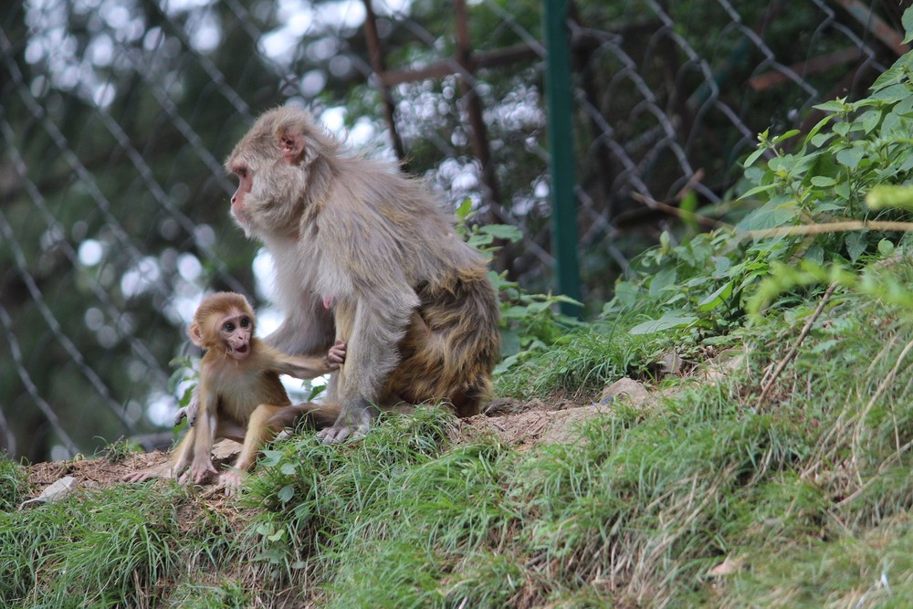 Vacina contra HIV testada em macacos rhesus protege contra o vírus — Foto: Creative Commons